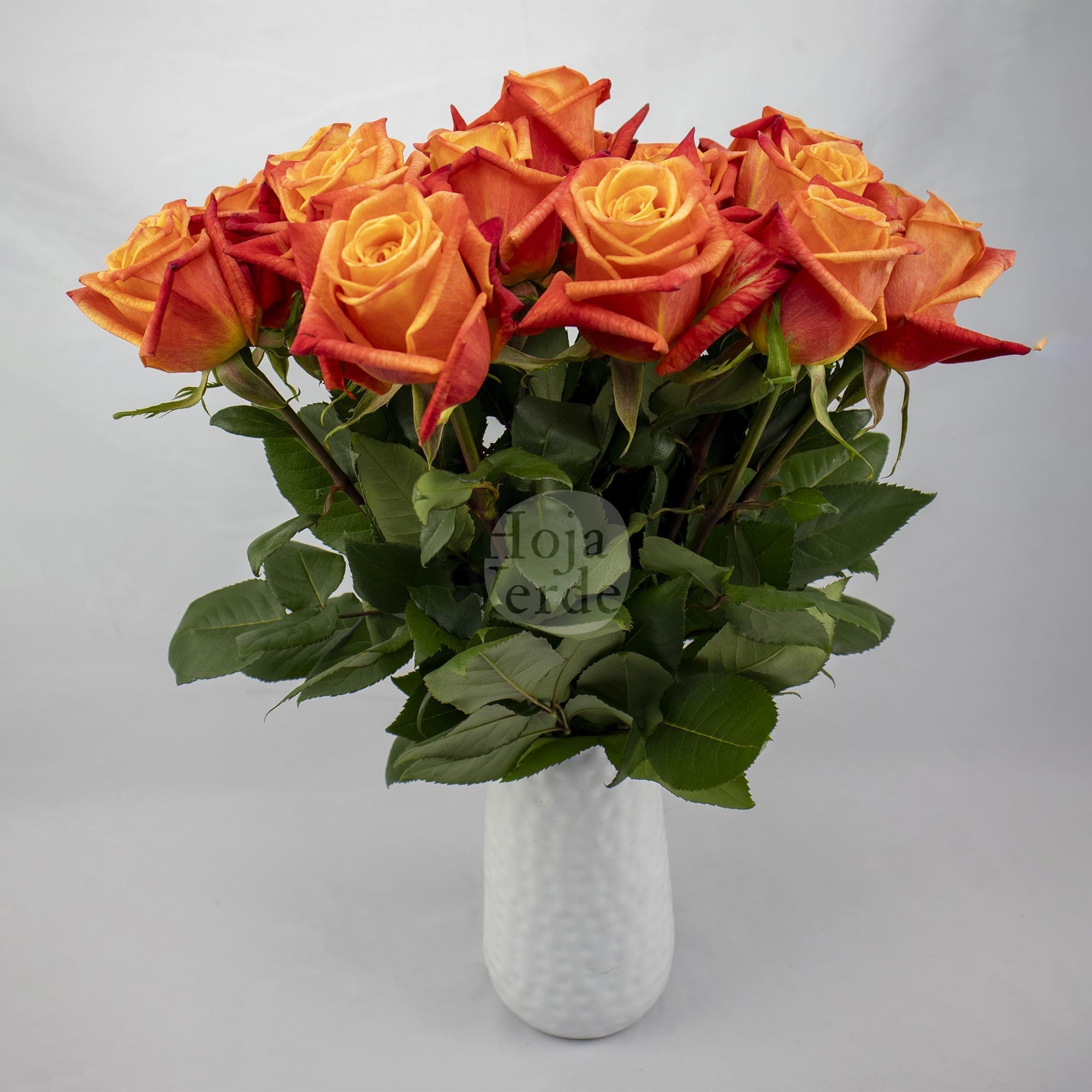 Sunset Glory by Hoja Verde premium Ecuadorian rose — vibrant orange with burnt red tips