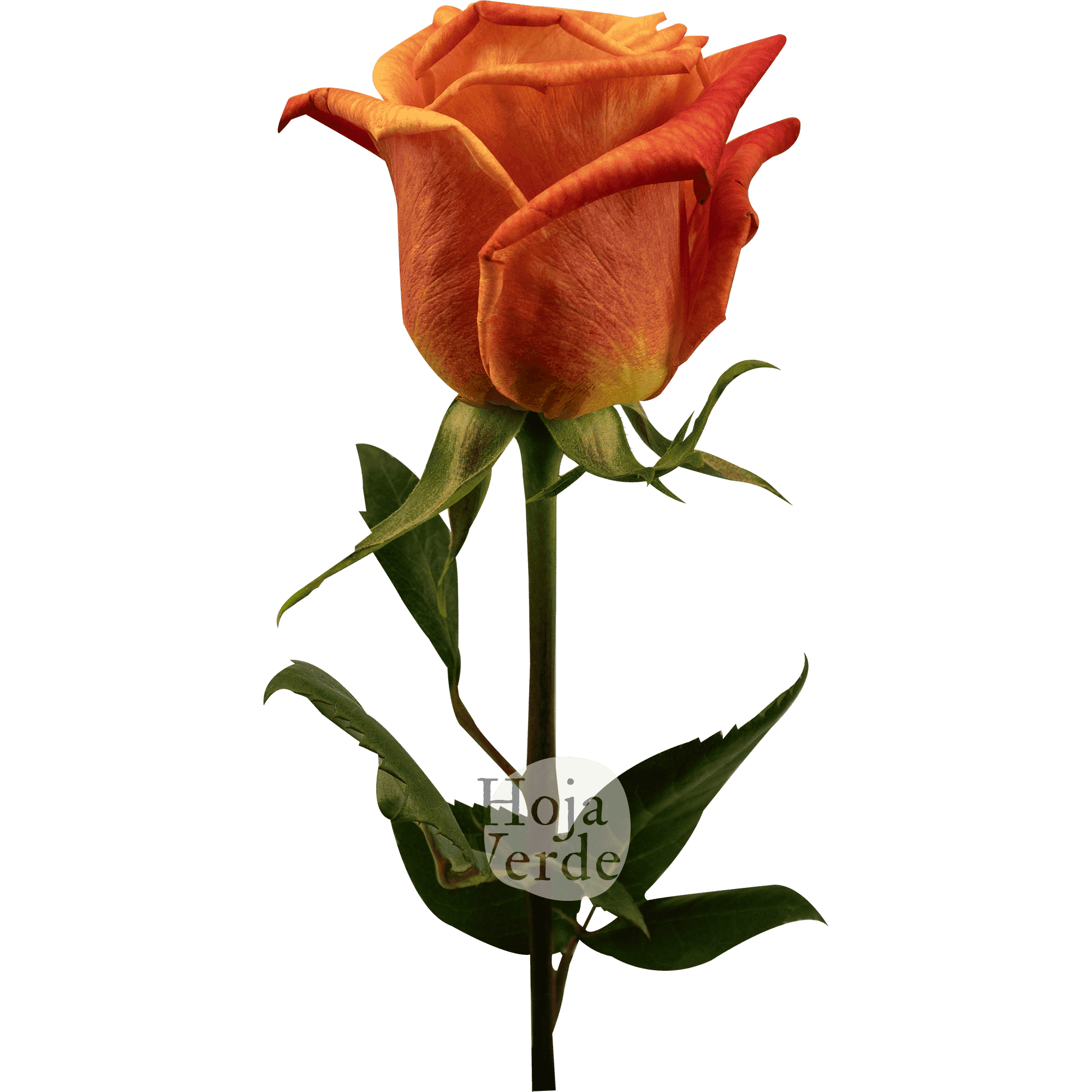 Sunset Glory by Hoja Verde premium Ecuadorian rose — vibrant orange with burnt red tips