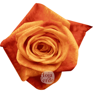 Sunset Glory by Hoja Verde premium Ecuadorian rose — vibrant orange with burnt red tips