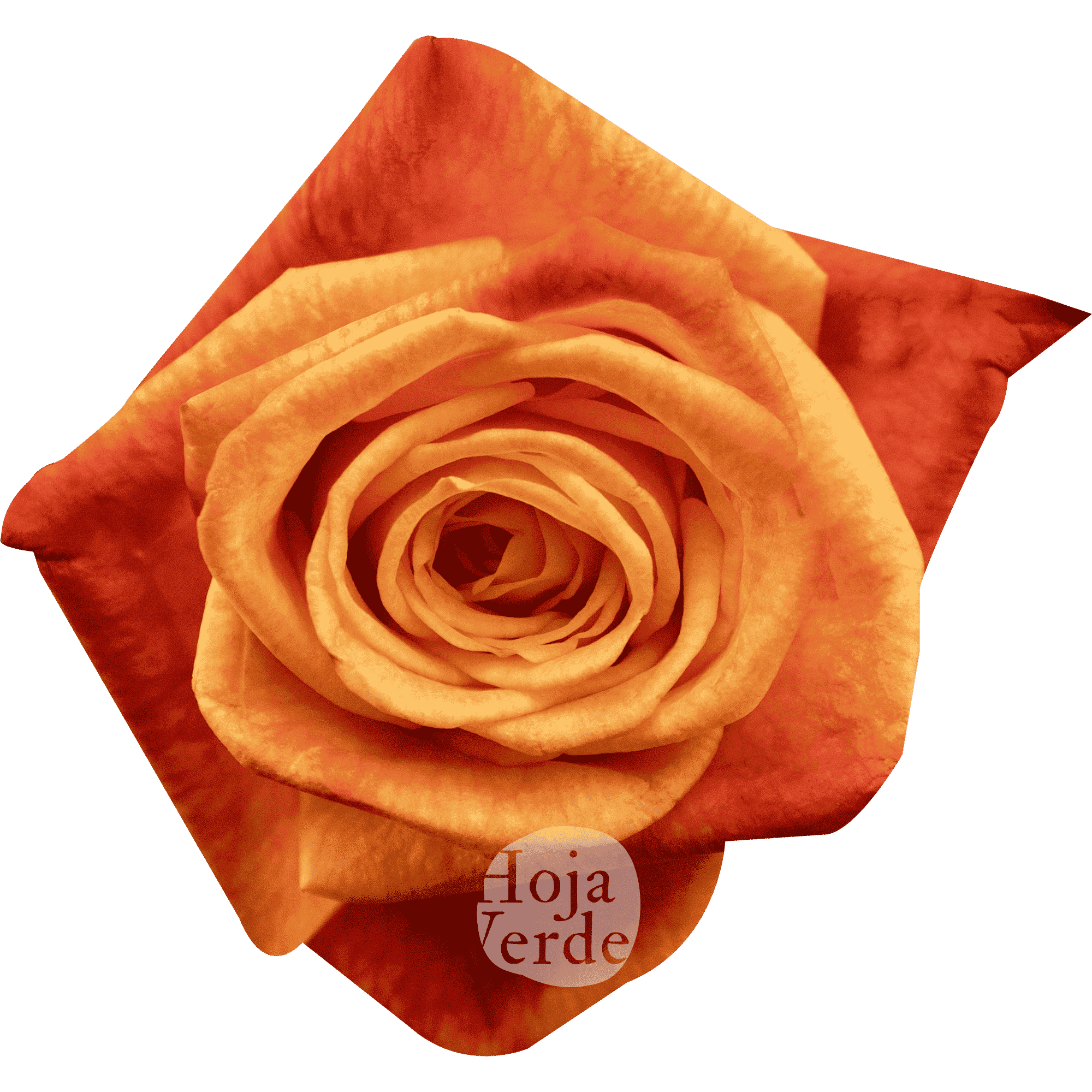 Sunset Glory by Hoja Verde premium Ecuadorian rose — vibrant orange with burnt red tips