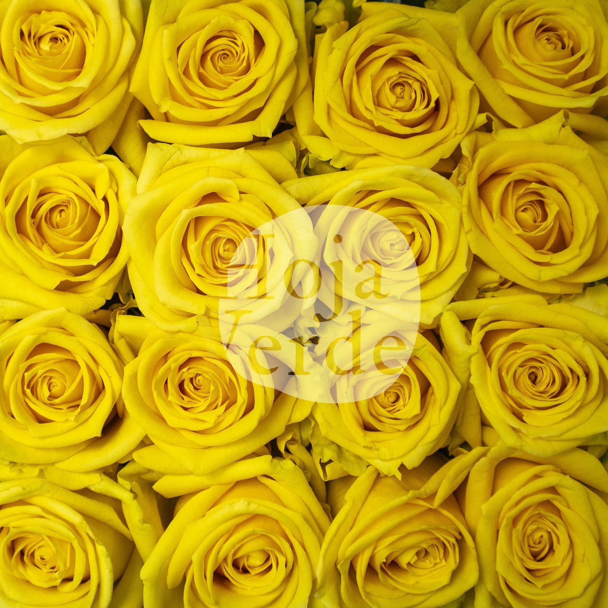 Super Sun by Hoja Verde, premium Ecuadorian rose — bright yellow shade