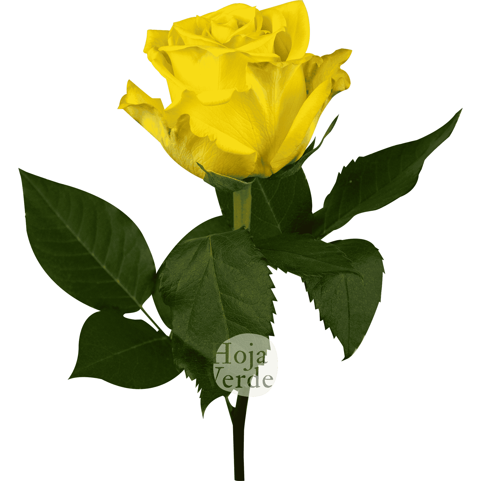 Super Sun by Hoja Verde, premium Ecuadorian rose — bright yellow shade