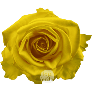 Super Sun by Hoja Verde, premium Ecuadorian rose — bright yellow shade
