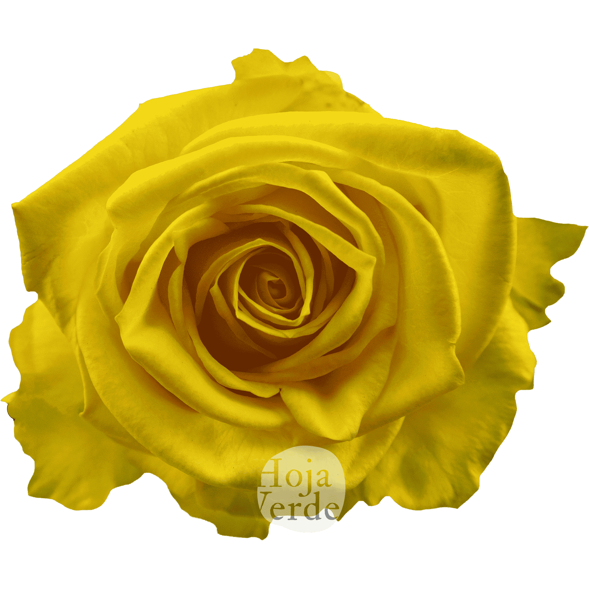 Super Sun by Hoja Verde, premium Ecuadorian rose — bright yellow shade