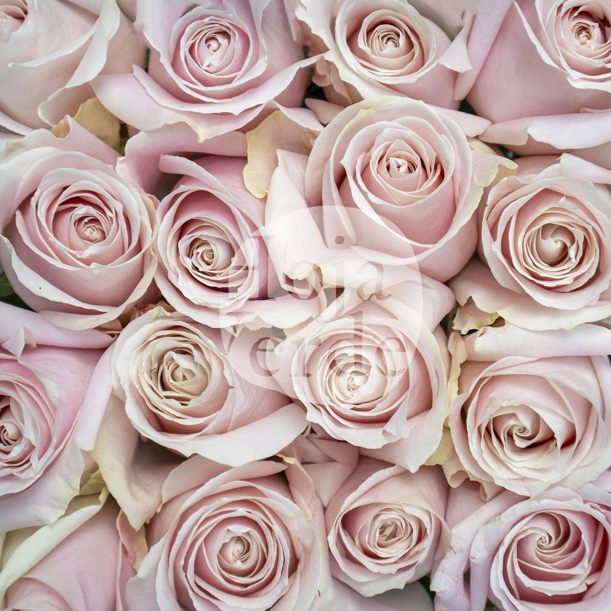 Sweet Avalanche by Hoja Verde is a premium Ecuadorian rose in a gentle soft pink hue