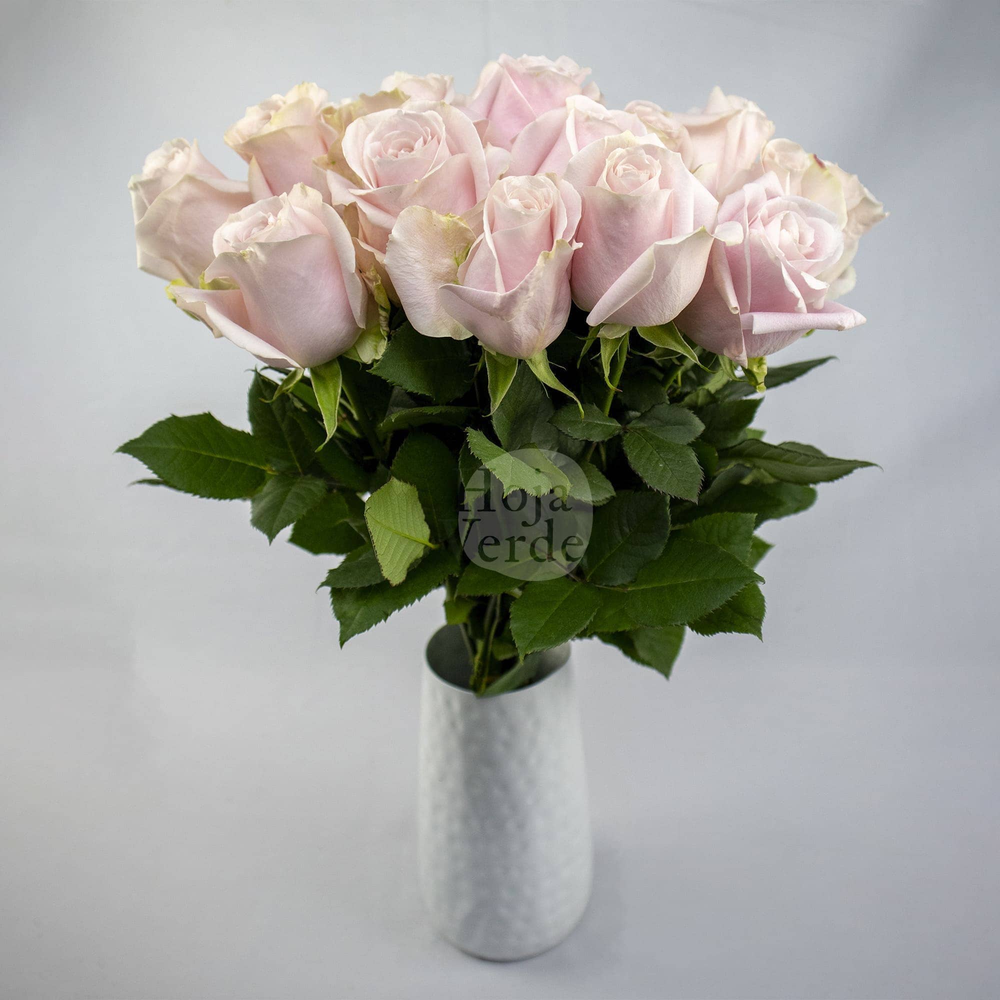 Sweet Avalanche by Hoja Verde is a premium Ecuadorian rose in a gentle soft pink hue