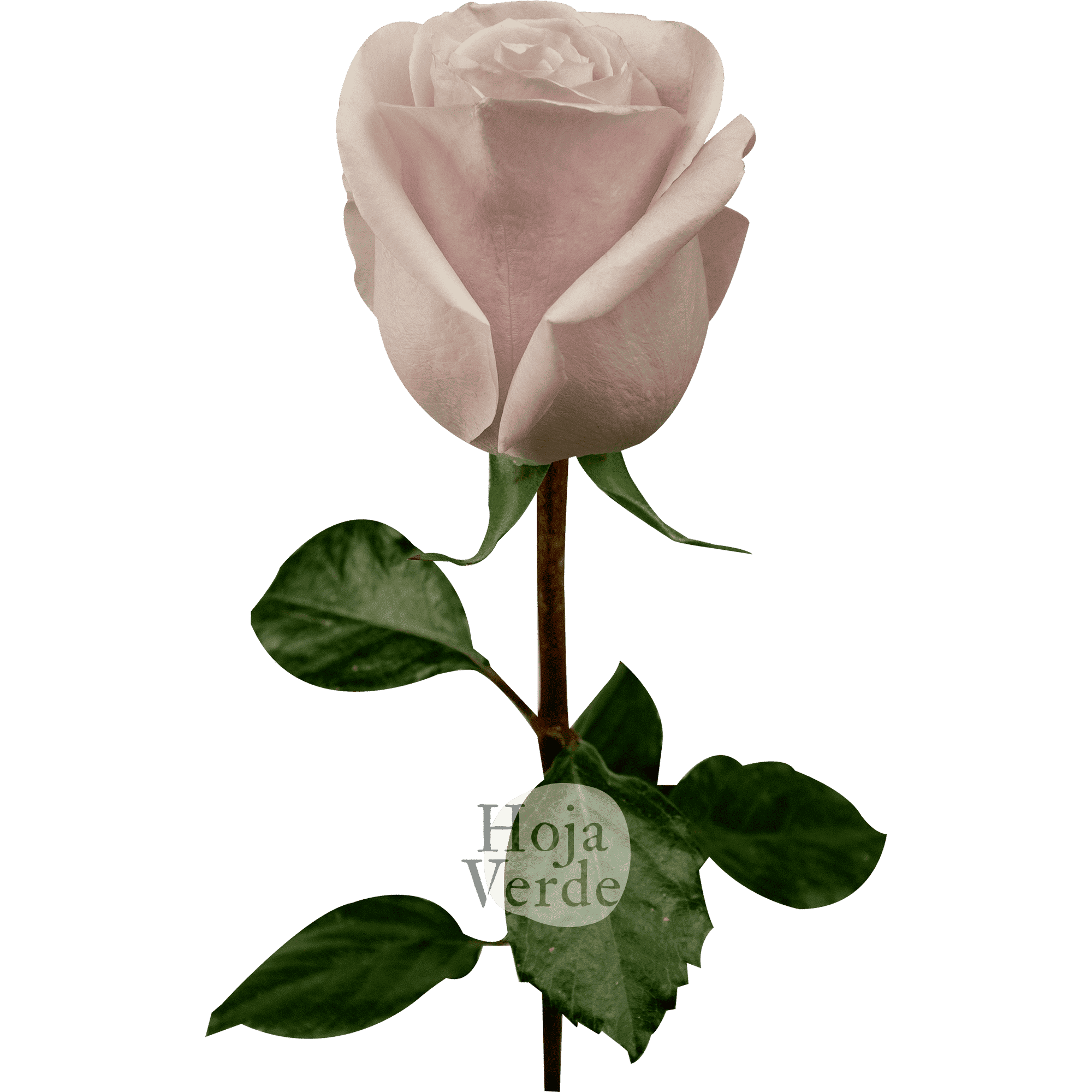 Sweet Avalanche by Hoja Verde is a premium Ecuadorian rose in a gentle soft pink hue