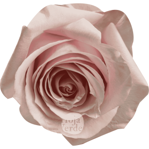 Sweet Avalanche by Hoja Verde is a premium Ecuadorian rose in a gentle soft pink hue