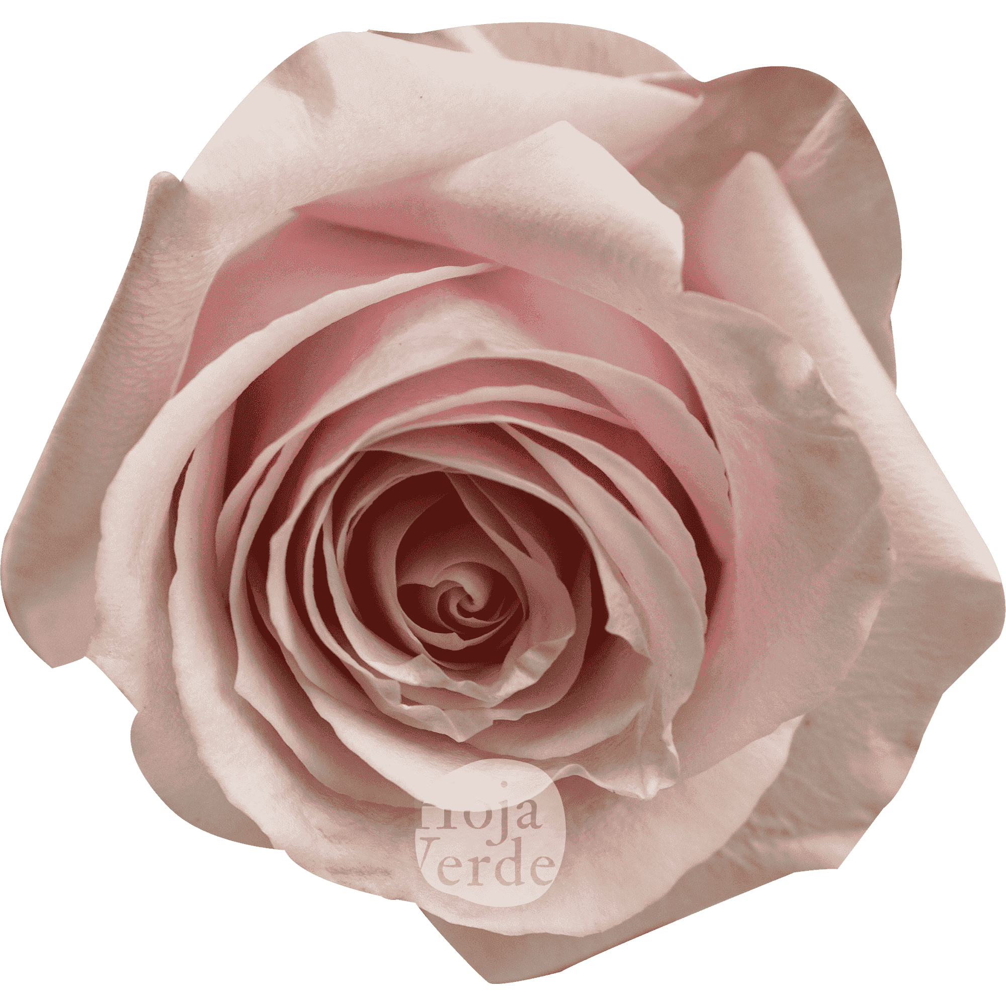 Sweet Avalanche by Hoja Verde is a premium Ecuadorian rose in a gentle soft pink hue