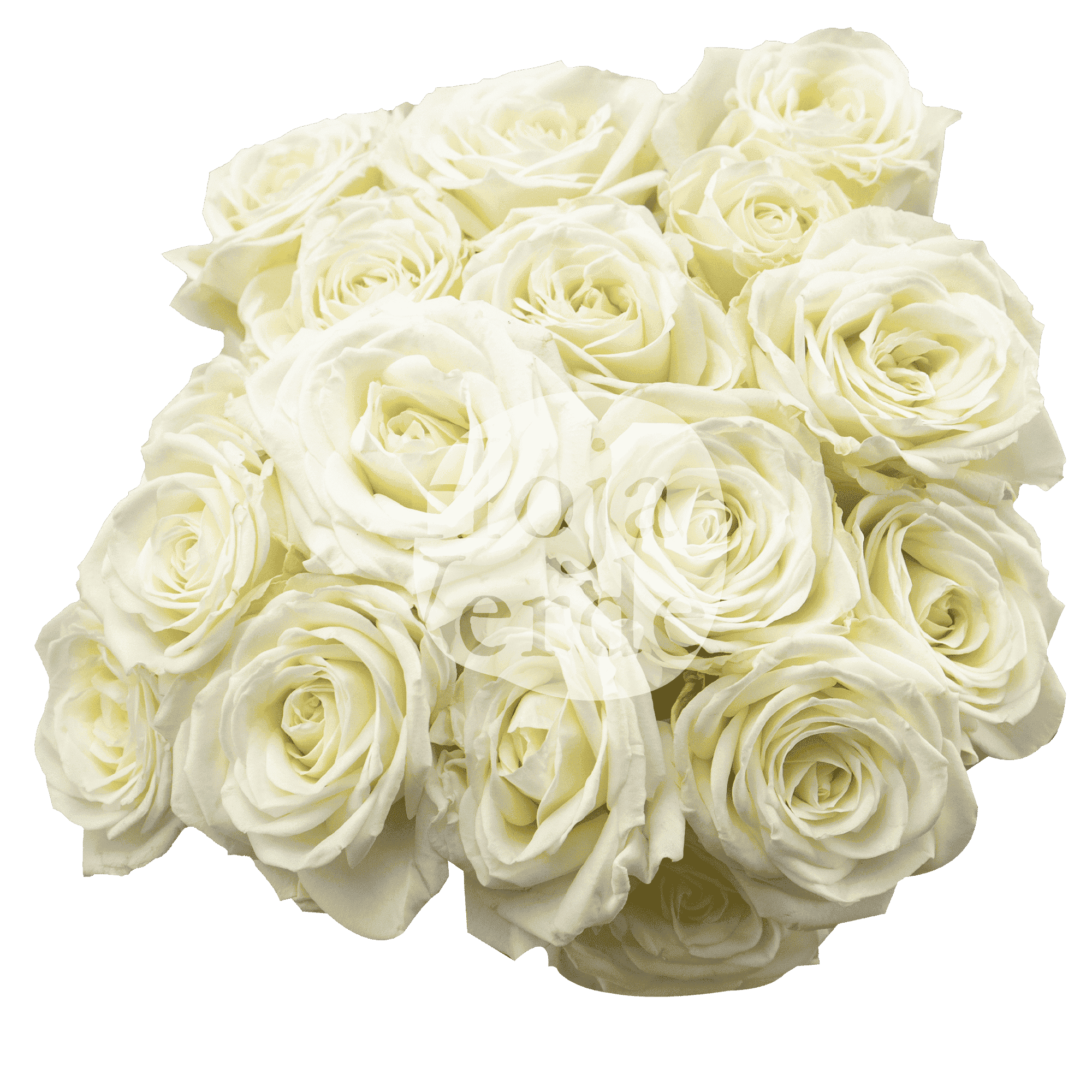 Sweet Dreams, Ecuadorian pure white spray rose by Hoja Verde