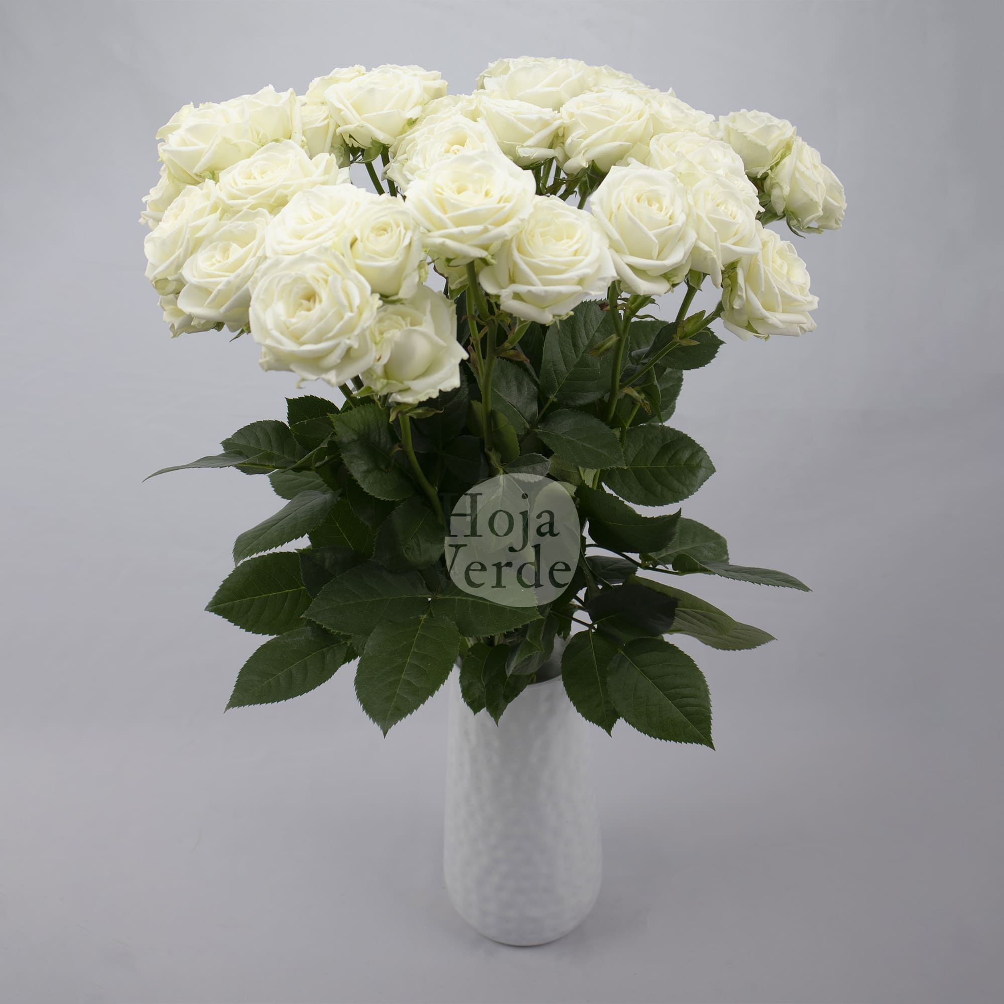 Sweet Dreams, Ecuadorian pure white spray rose by Hoja Verde