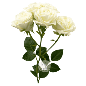 Sweet Dreams, Ecuadorian pure white spray rose by Hoja Verde