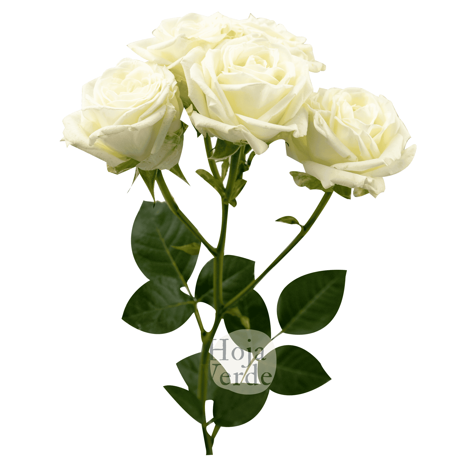 Sweet Dreams, Ecuadorian pure white spray rose by Hoja Verde