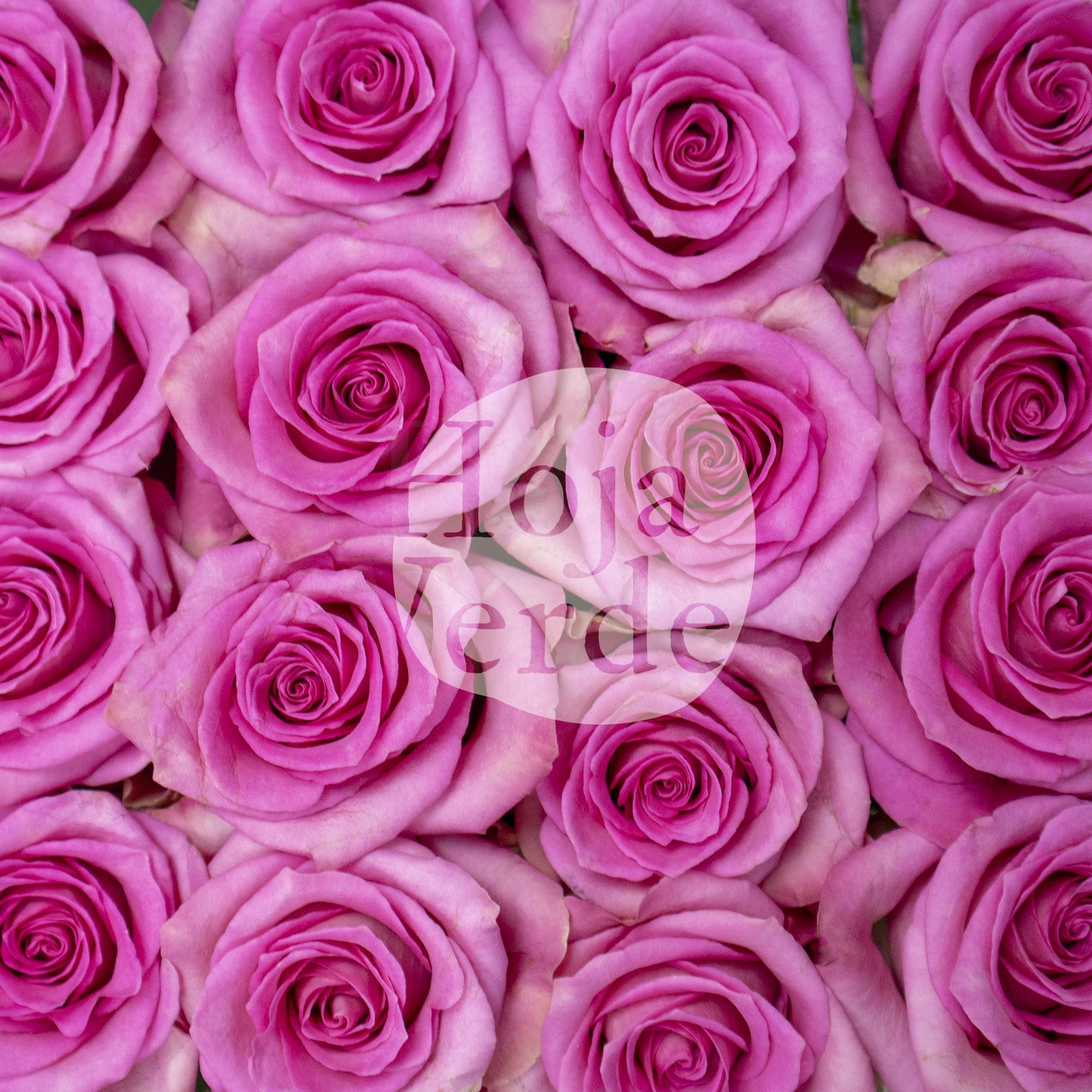 Sweet Memory by Hoja Verde, premium medium pink Ecuadorian rose
