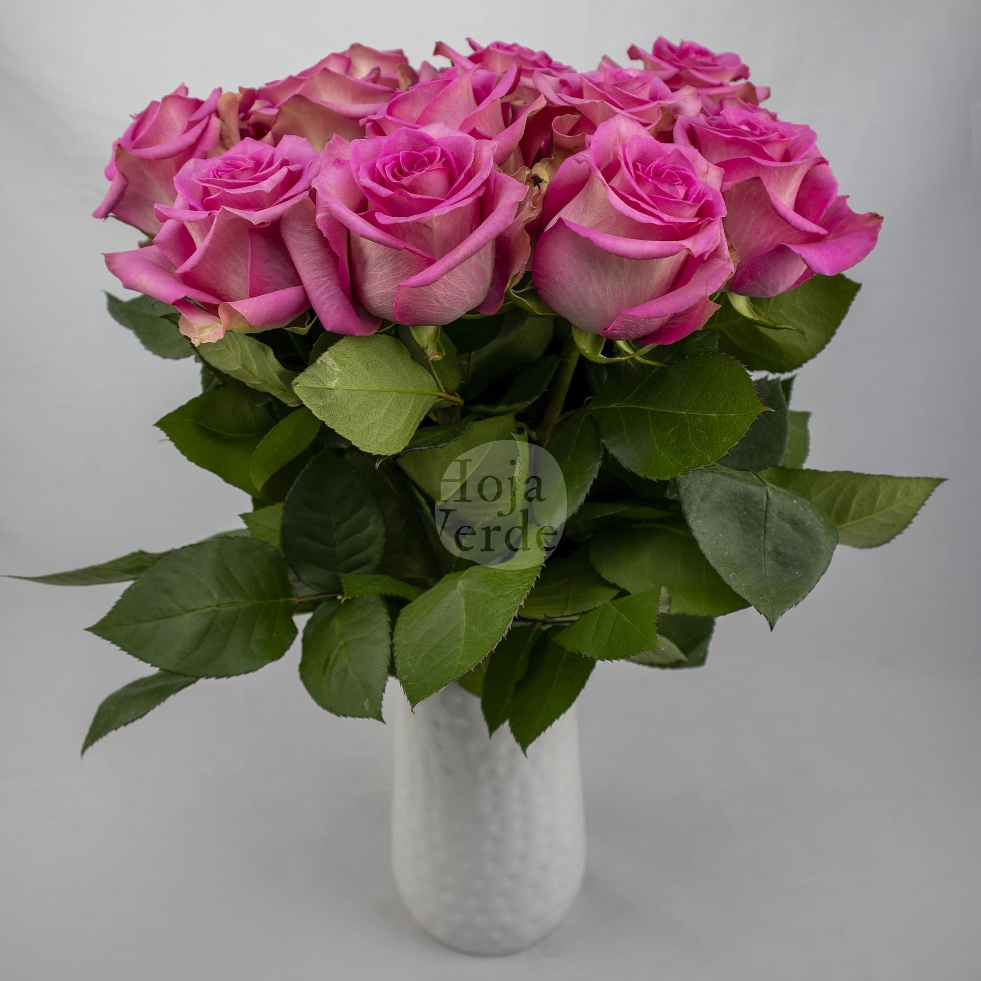 Sweet Memory by Hoja Verde, premium medium pink Ecuadorian rose