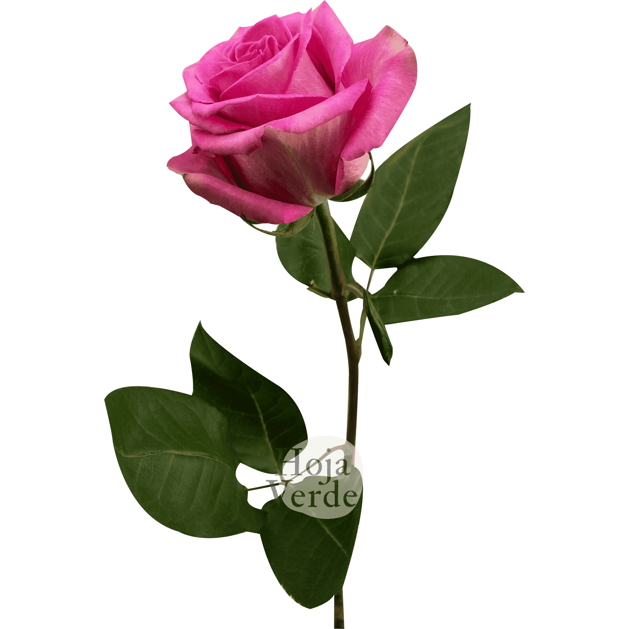 Sweet Memory by Hoja Verde, premium medium pink Ecuadorian rose