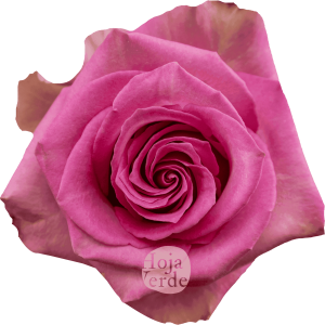 Sweet Memory by Hoja Verde, premium medium pink Ecuadorian rose