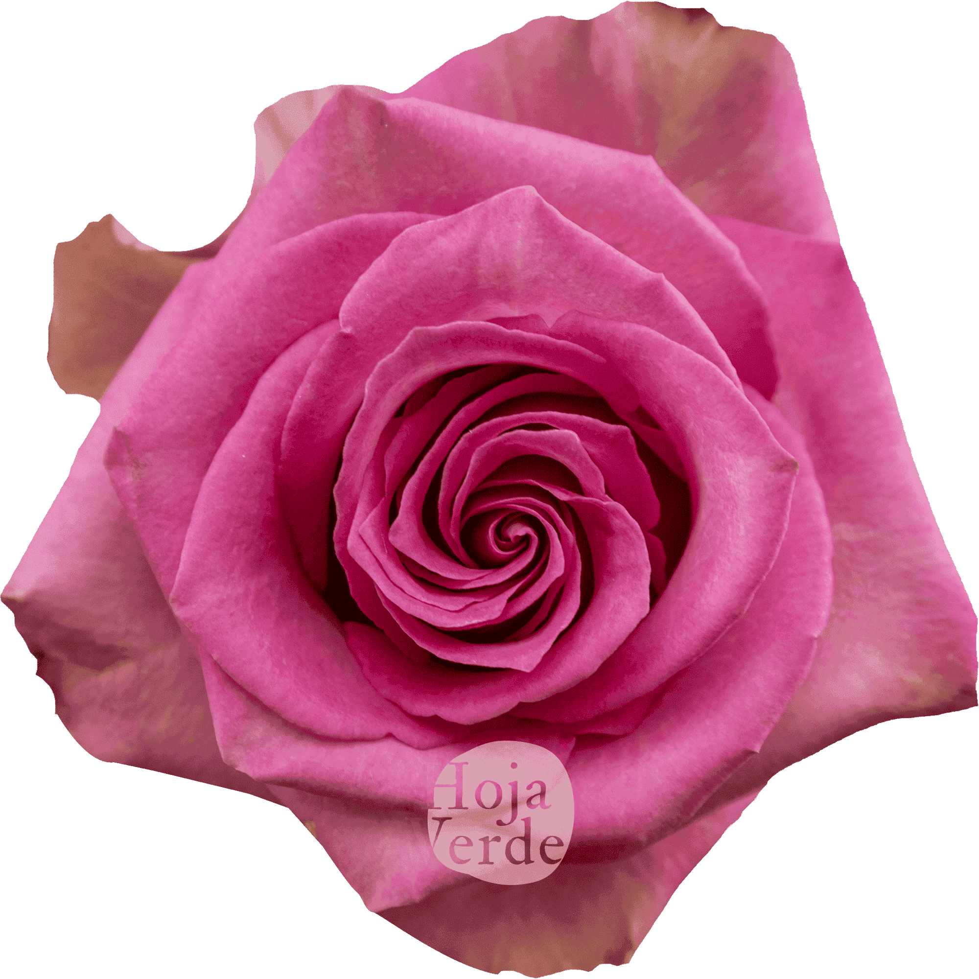 Sweet Memory by Hoja Verde, premium medium pink Ecuadorian rose