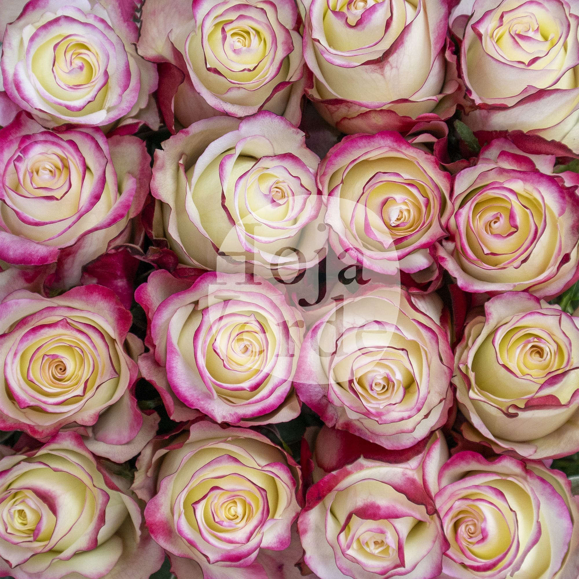 Sweetness by Hoja Verde, premium Ecuadorian rose: vanilla white petals with hot pink edges