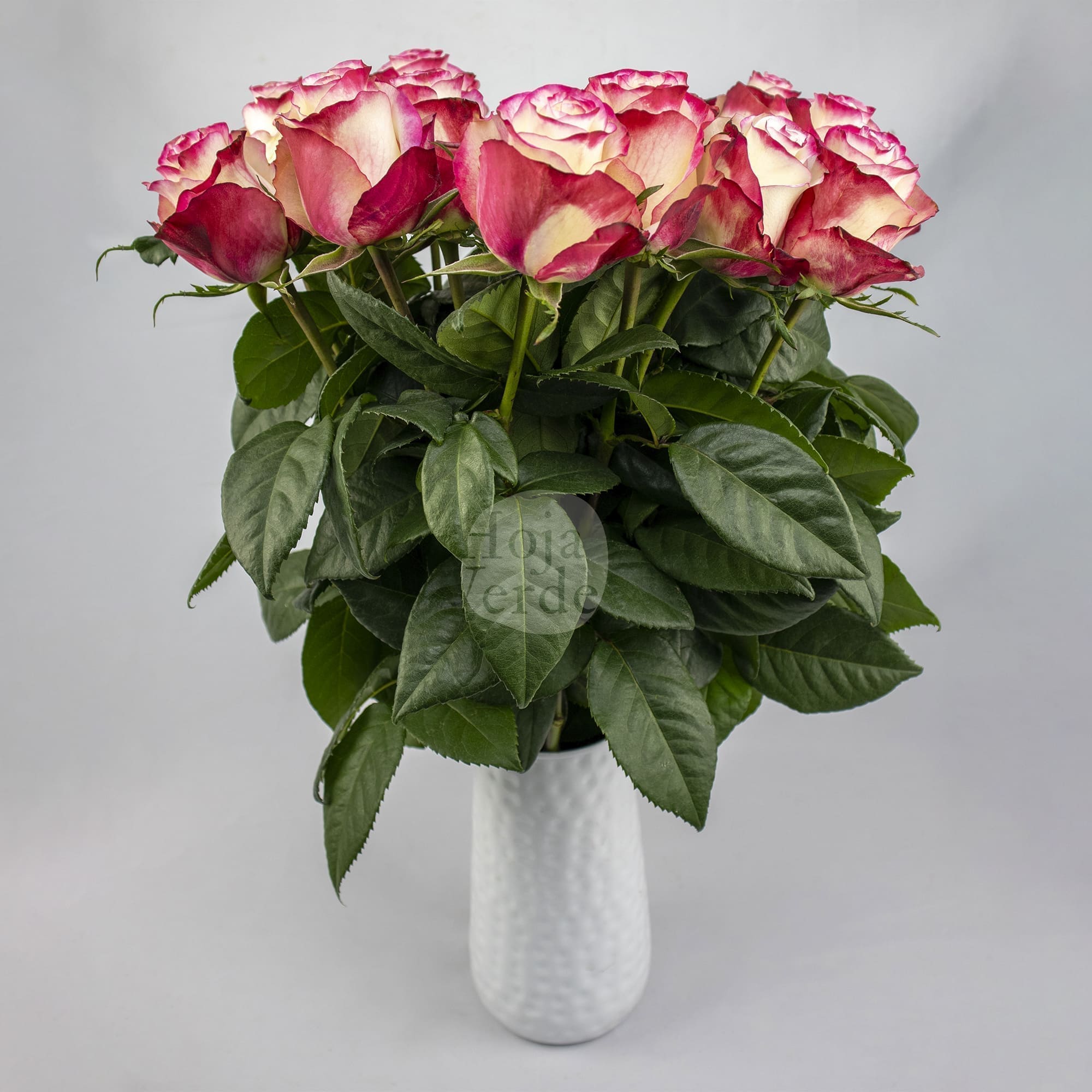 Sweetness by Hoja Verde, premium Ecuadorian rose: vanilla white petals with hot pink edges