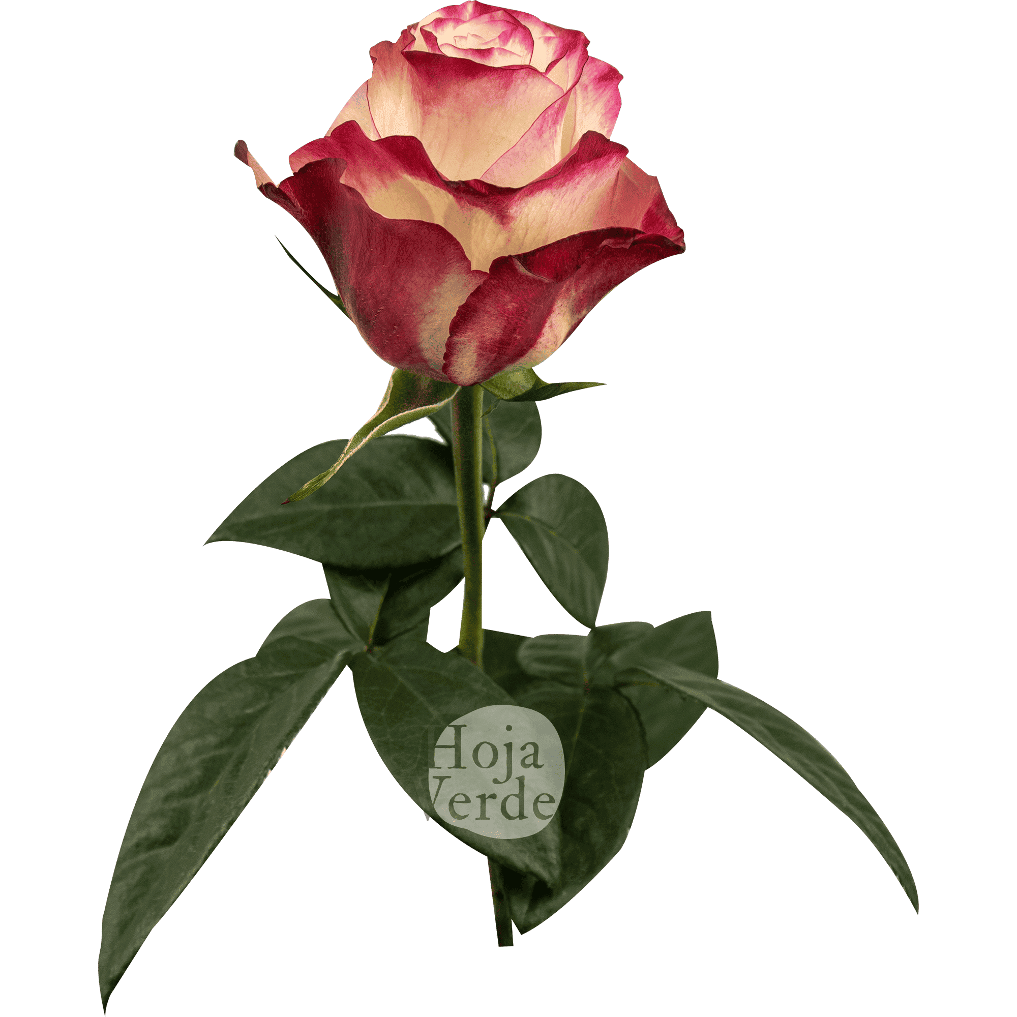 Sweetness by Hoja Verde, premium Ecuadorian rose: vanilla white petals with hot pink edges