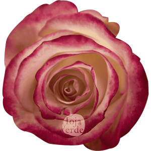 Sweetness by Hoja Verde, premium Ecuadorian rose: vanilla white petals with hot pink edges