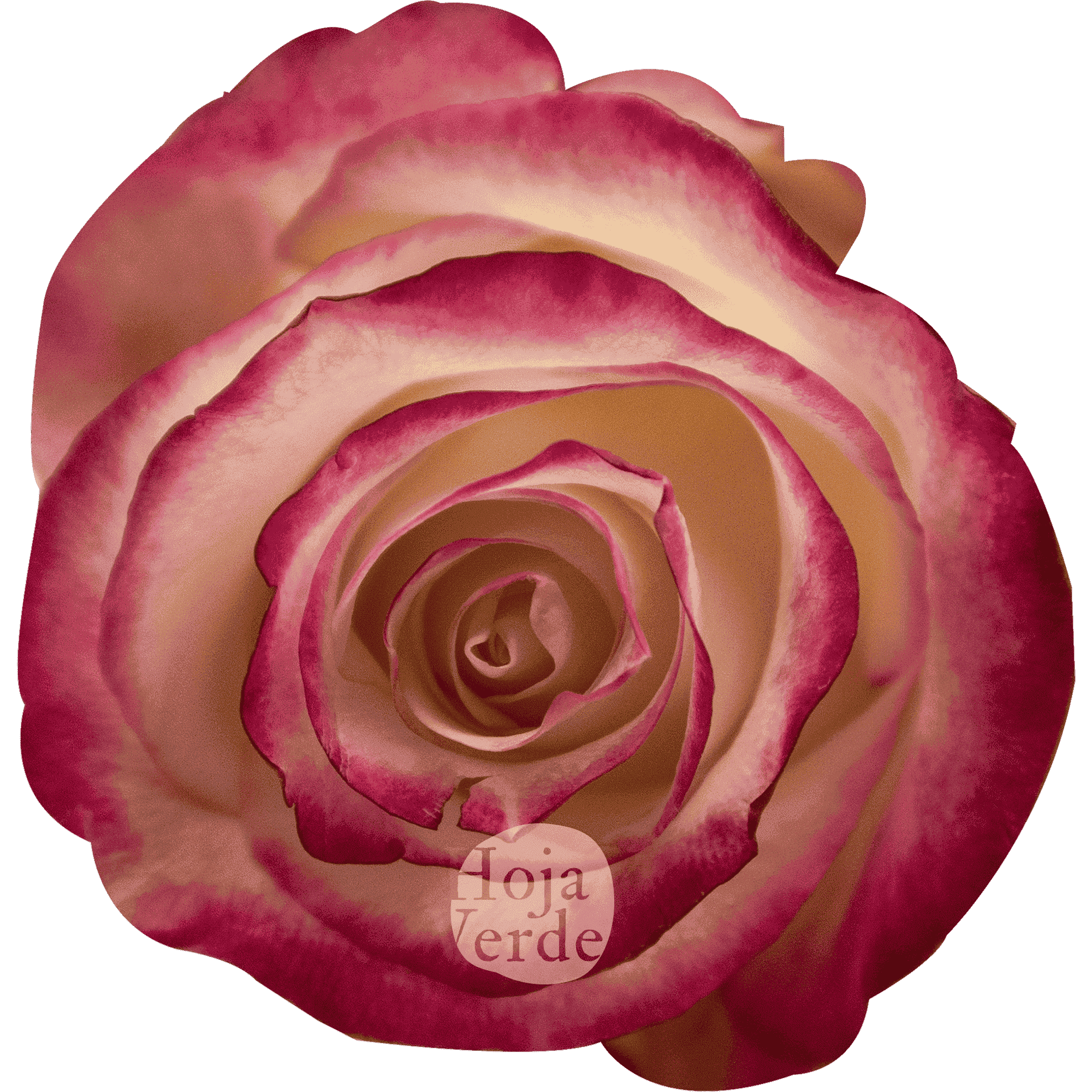 Sweetness by Hoja Verde, premium Ecuadorian rose: vanilla white petals with hot pink edges