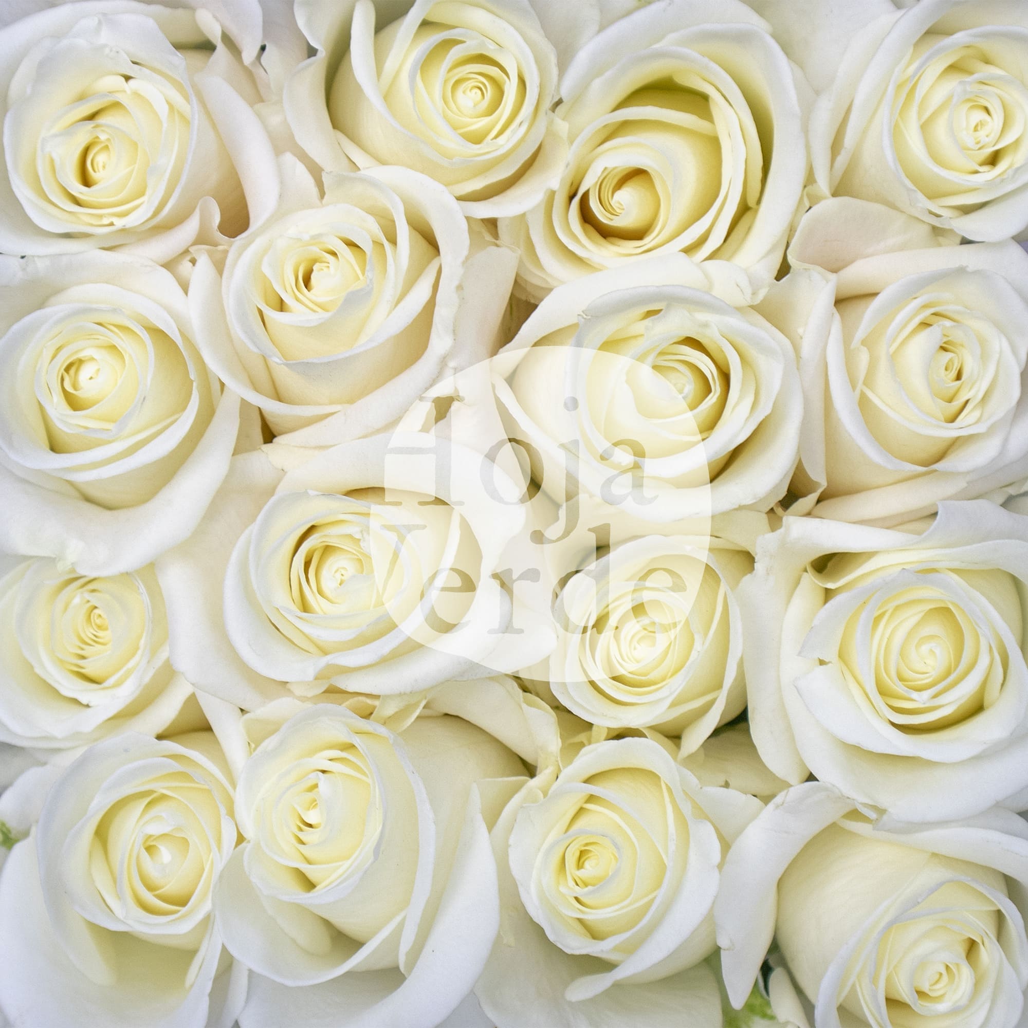 Tibet premium Ecuadorian rose by Hoja Verde: pure white shade