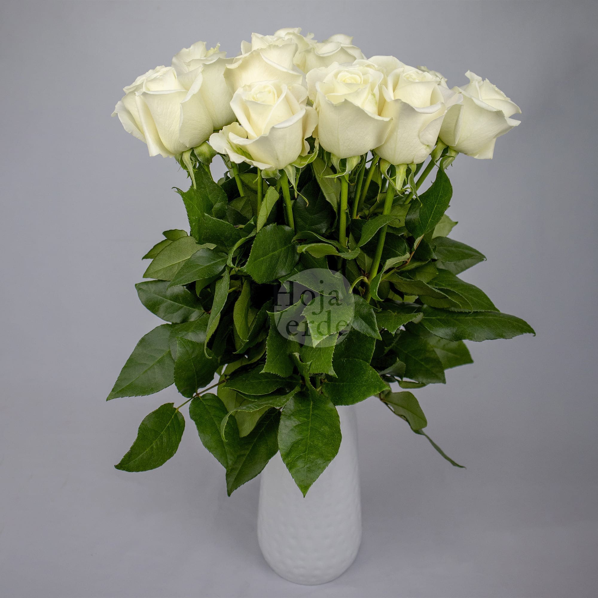 Tibet premium Ecuadorian rose by Hoja Verde: pure white shade