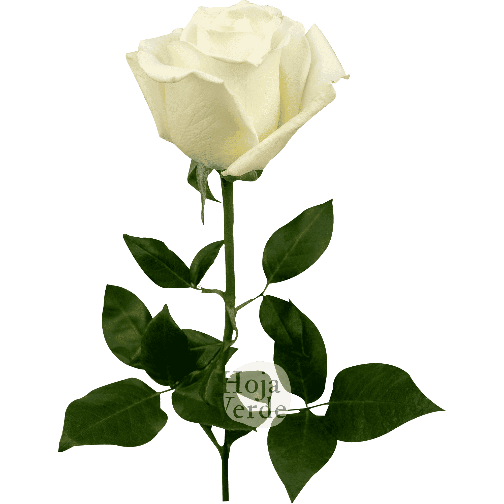 Tibet premium Ecuadorian rose by Hoja Verde: pure white shade