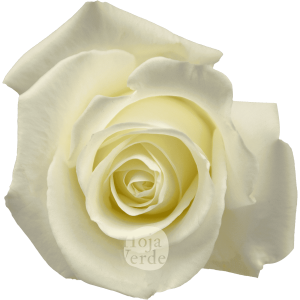 Tibet premium Ecuadorian rose by Hoja Verde: pure white shade