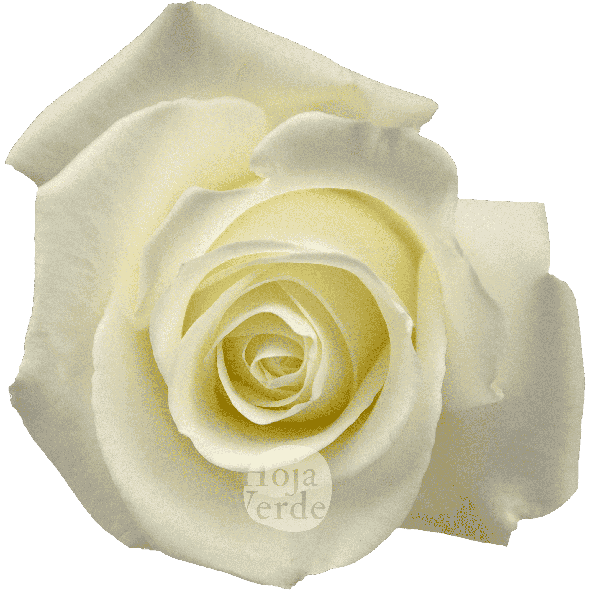 Tibet premium Ecuadorian rose by Hoja Verde: pure white shade