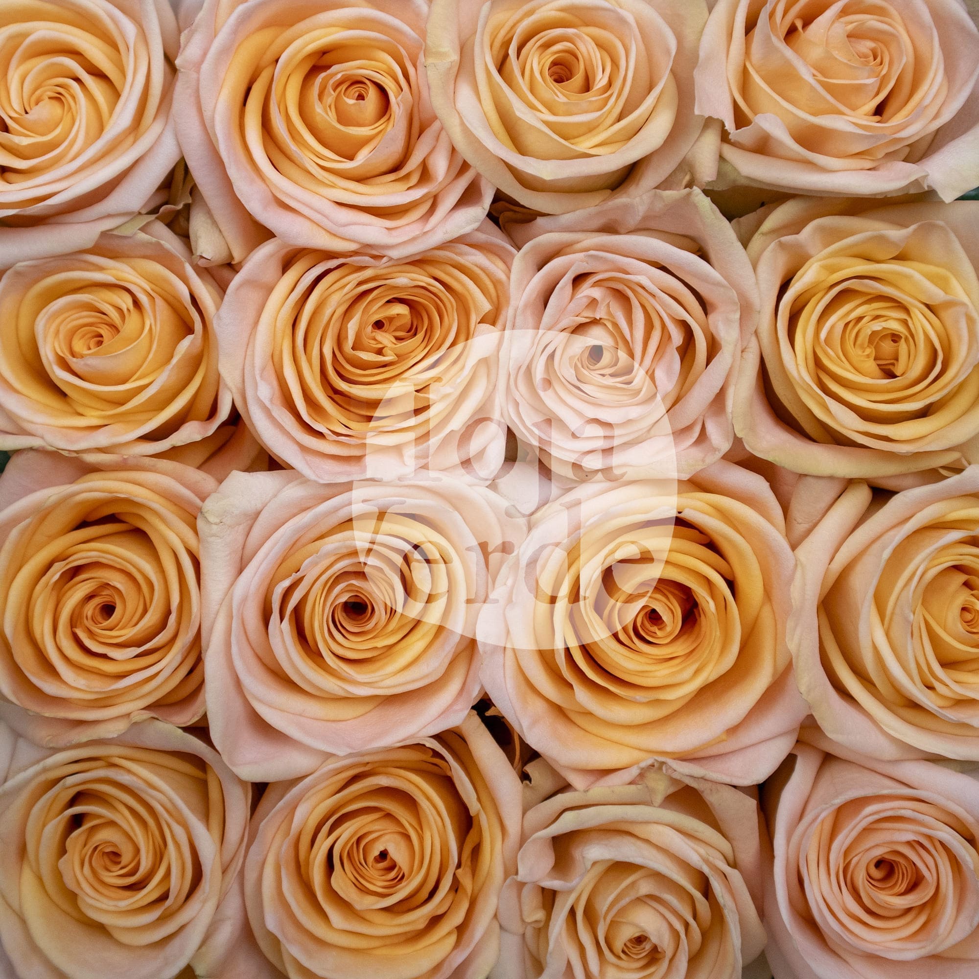 Tiffany by Hoja Verde is a premium Ecuadorian rose featuring a gentle peach hue