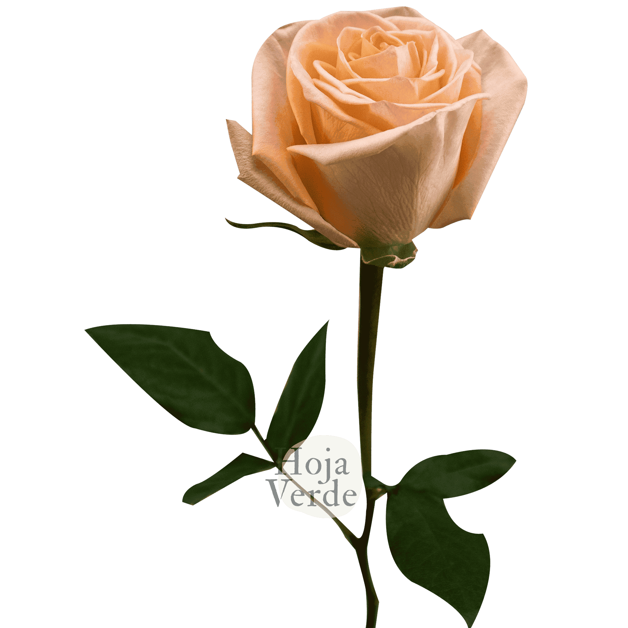 Tiffany by Hoja Verde is a premium Ecuadorian rose featuring a gentle peach hue