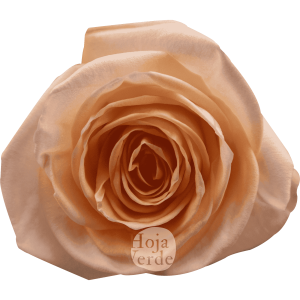Tiffany by Hoja Verde is a premium Ecuadorian rose featuring a gentle peach hue