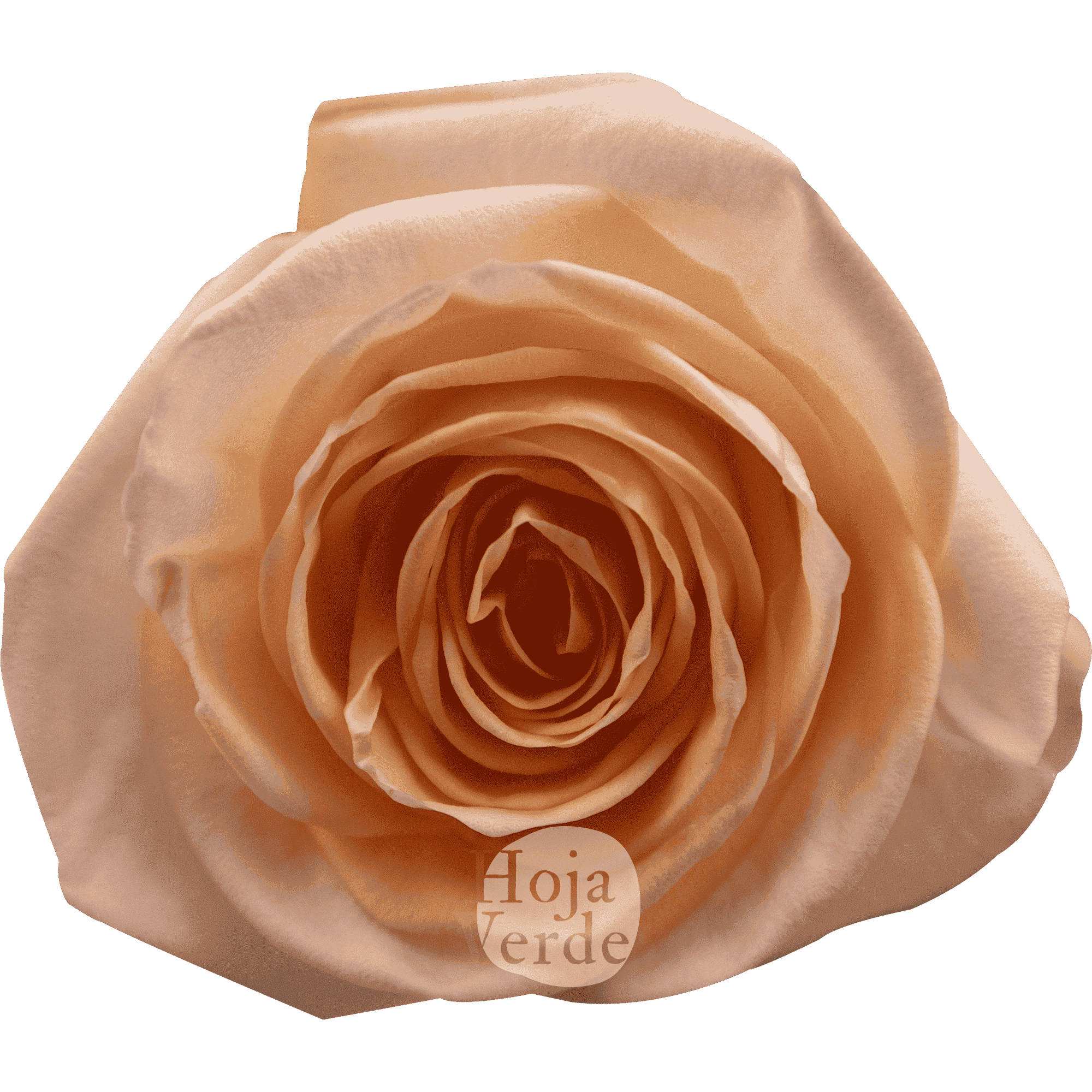 Tiffany by Hoja Verde is a premium Ecuadorian rose featuring a gentle peach hue