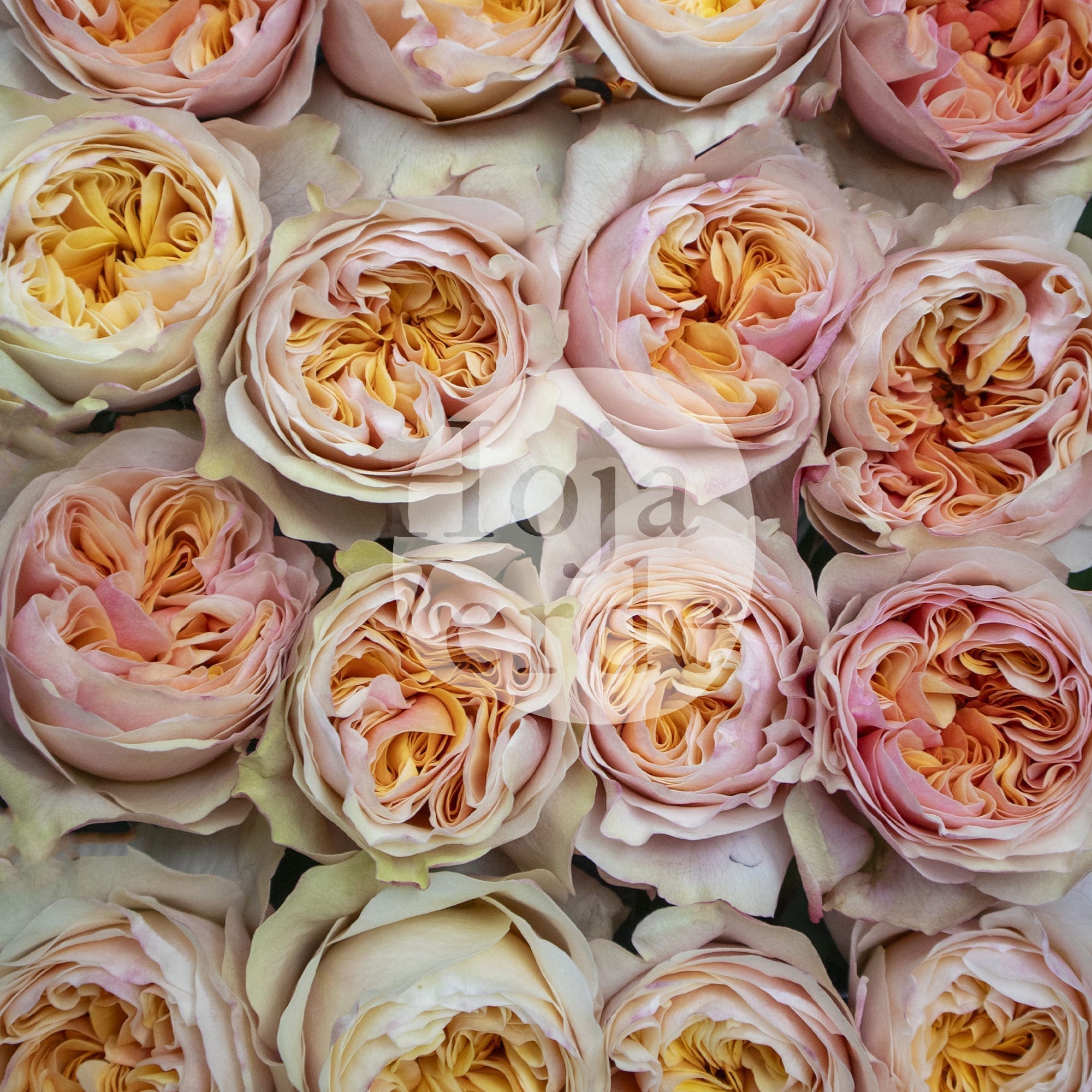 Tip Top by Hoja Verde is a premium Ecuadorian garden rose featuring a soft peach shade