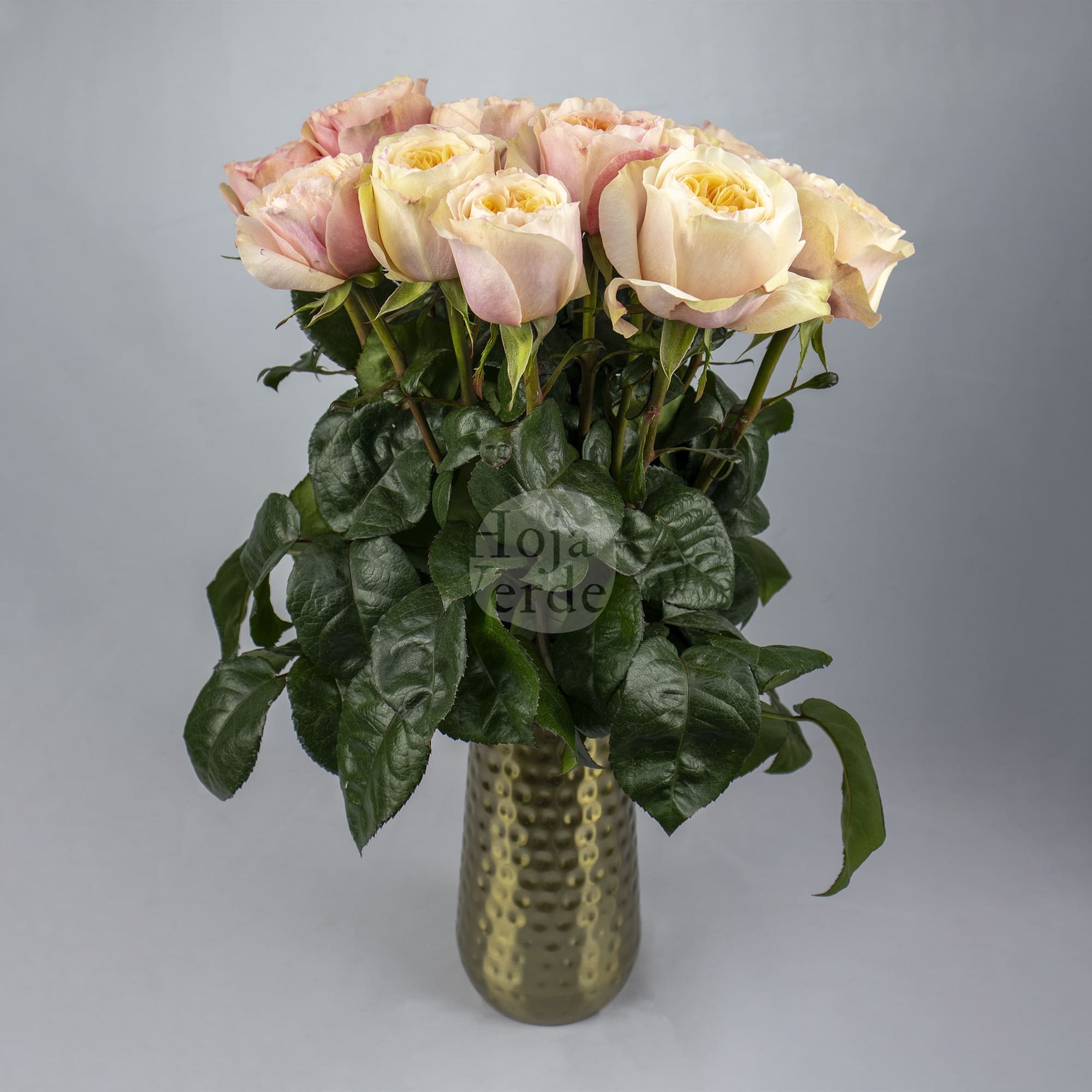 Tip Top by Hoja Verde is a premium Ecuadorian garden rose featuring a soft peach shade