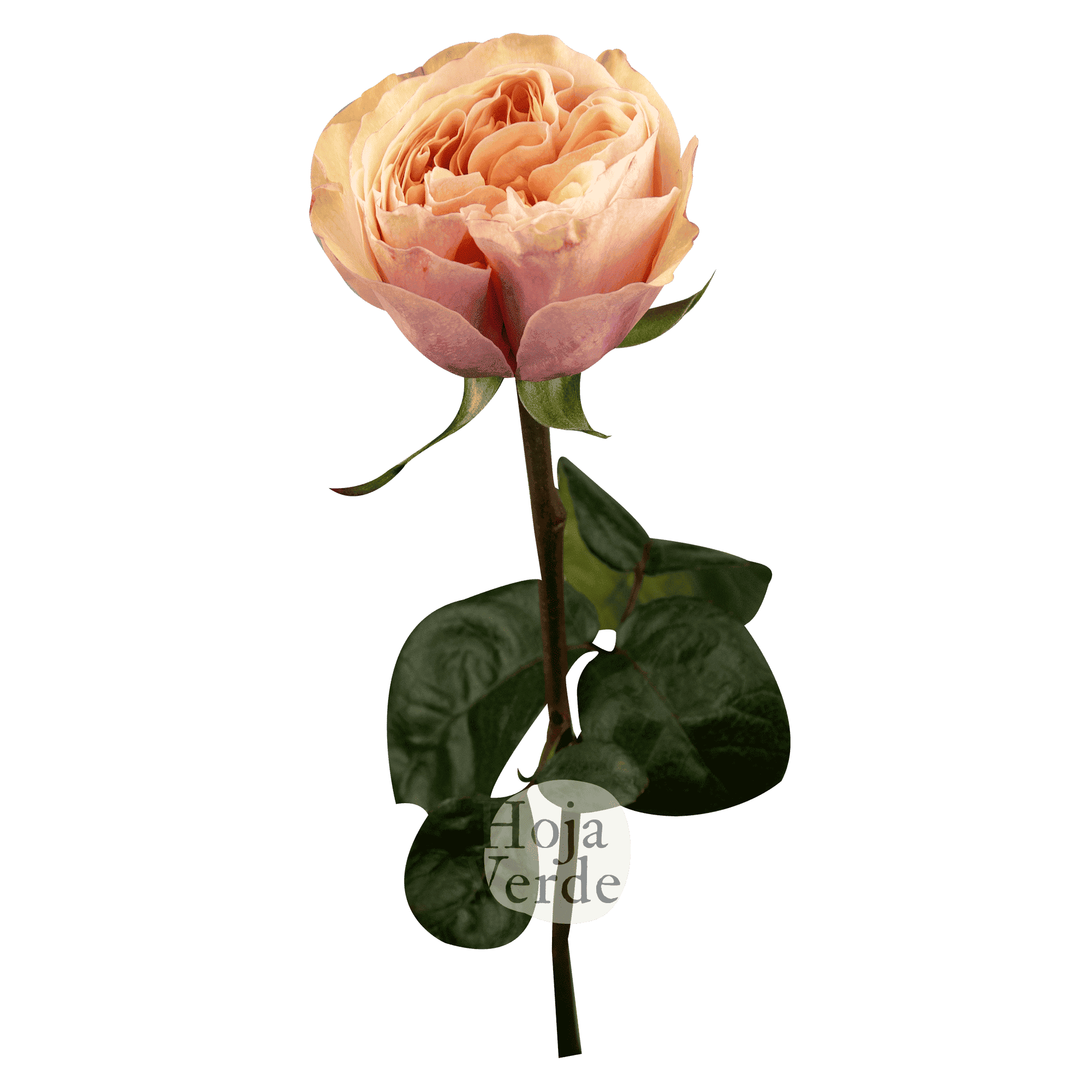 Tip Top by Hoja Verde is a premium Ecuadorian garden rose featuring a soft peach shade