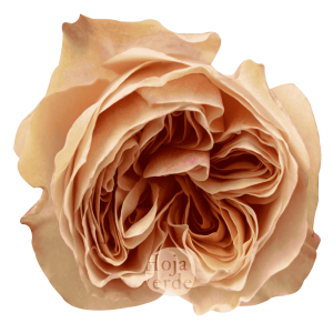 Tip Top by Hoja Verde is a premium Ecuadorian garden rose featuring a soft peach shade