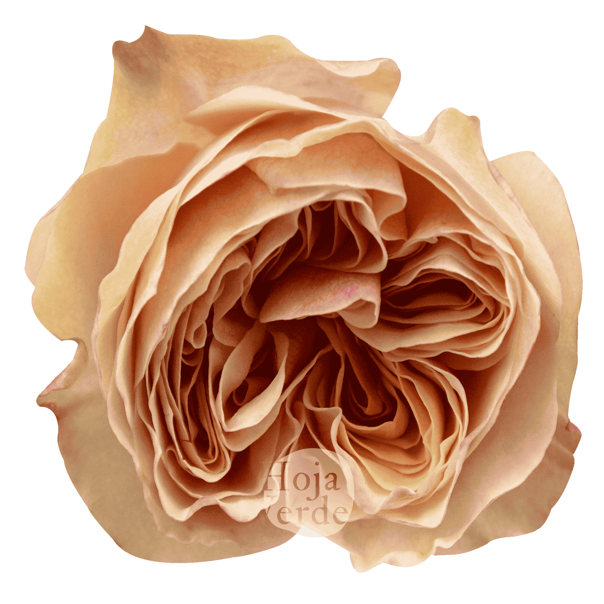 Tip Top by Hoja Verde is a premium Ecuadorian garden rose featuring a soft peach shade