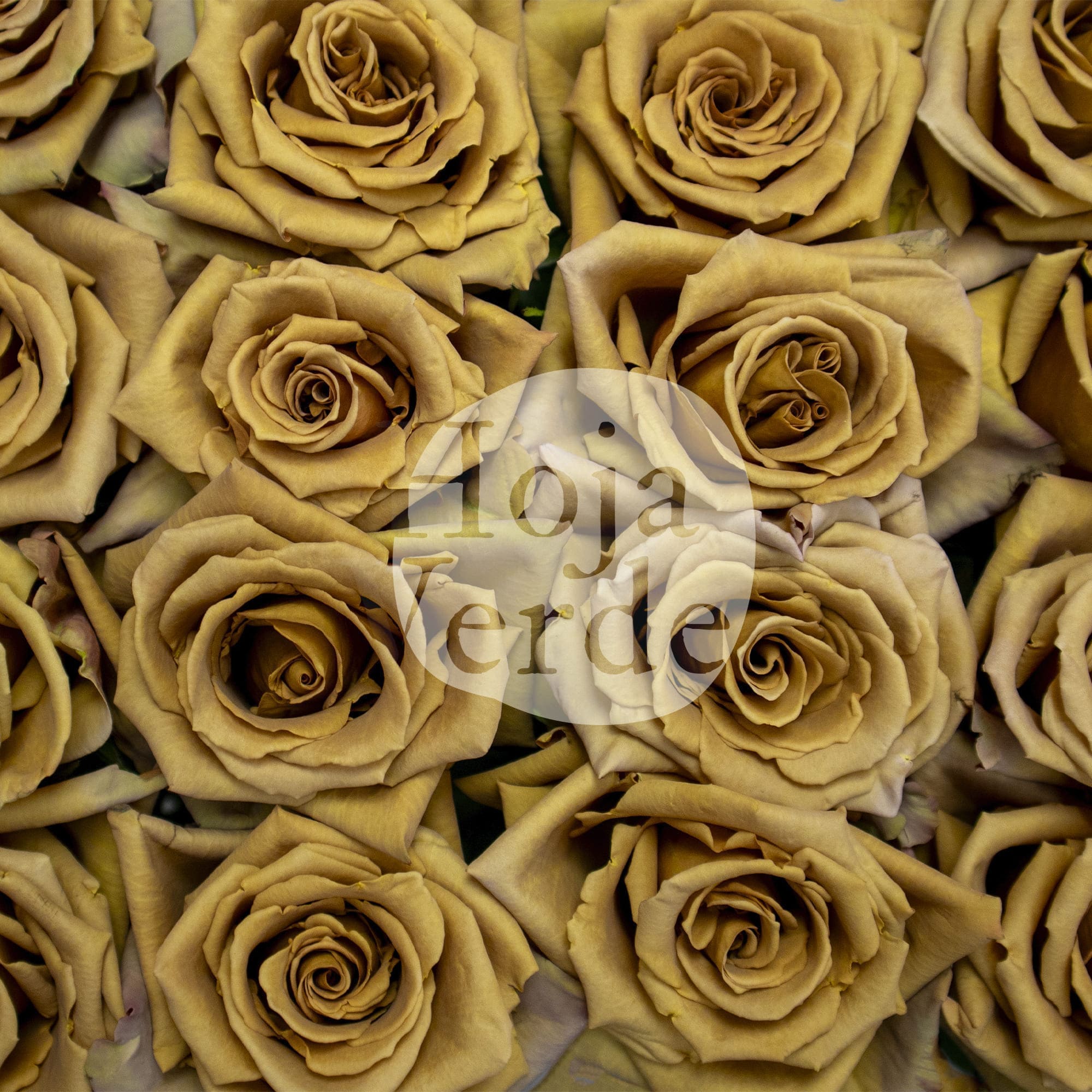 Toffee by Hoja Verde is an exclusive Ecuadorian rose with earthy brown and warm caramel tones
