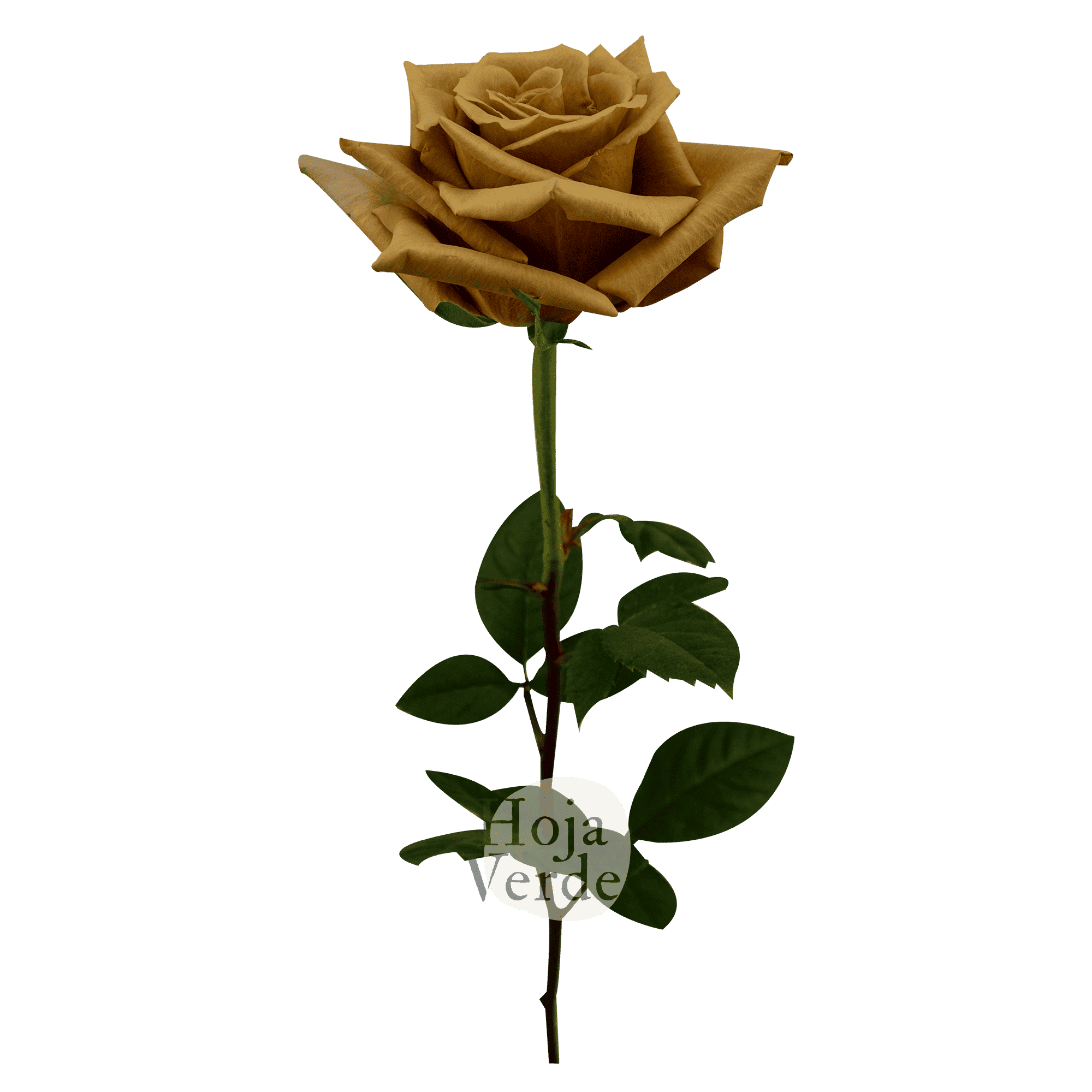Toffee by Hoja Verde is an exclusive Ecuadorian rose with earthy brown and warm caramel tones