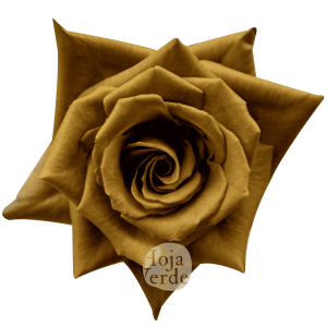 Toffee by Hoja Verde is an exclusive Ecuadorian rose with earthy brown and warm caramel tones