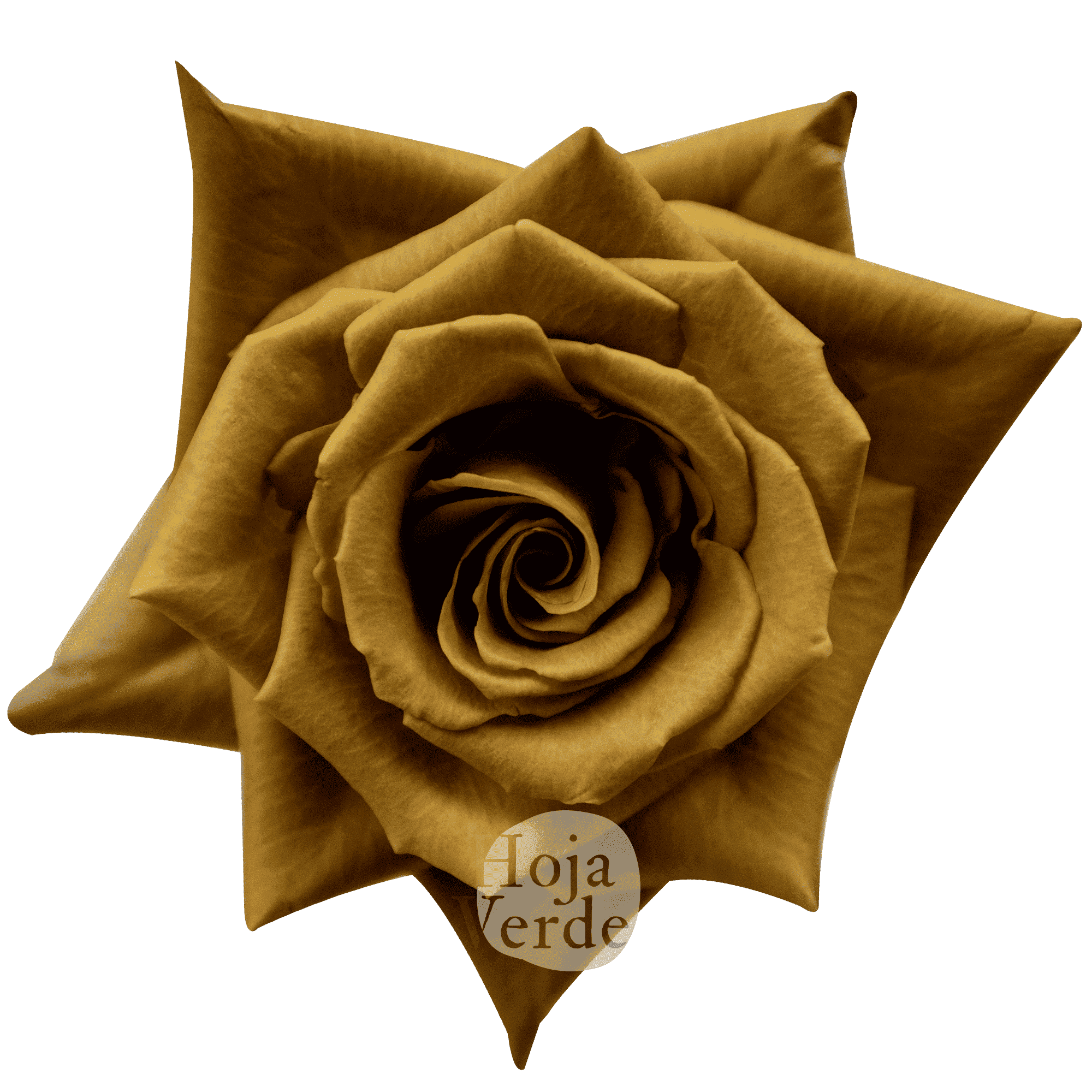 Toffee by Hoja Verde is an exclusive Ecuadorian rose with earthy brown and warm caramel tones