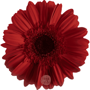 Toro Roso, red gerbera grown in Ecuador by Hoja Verde