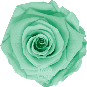 Touss by Hoja Verde, Ecuadorian Preserved & Tinted Rose in pastel mint green