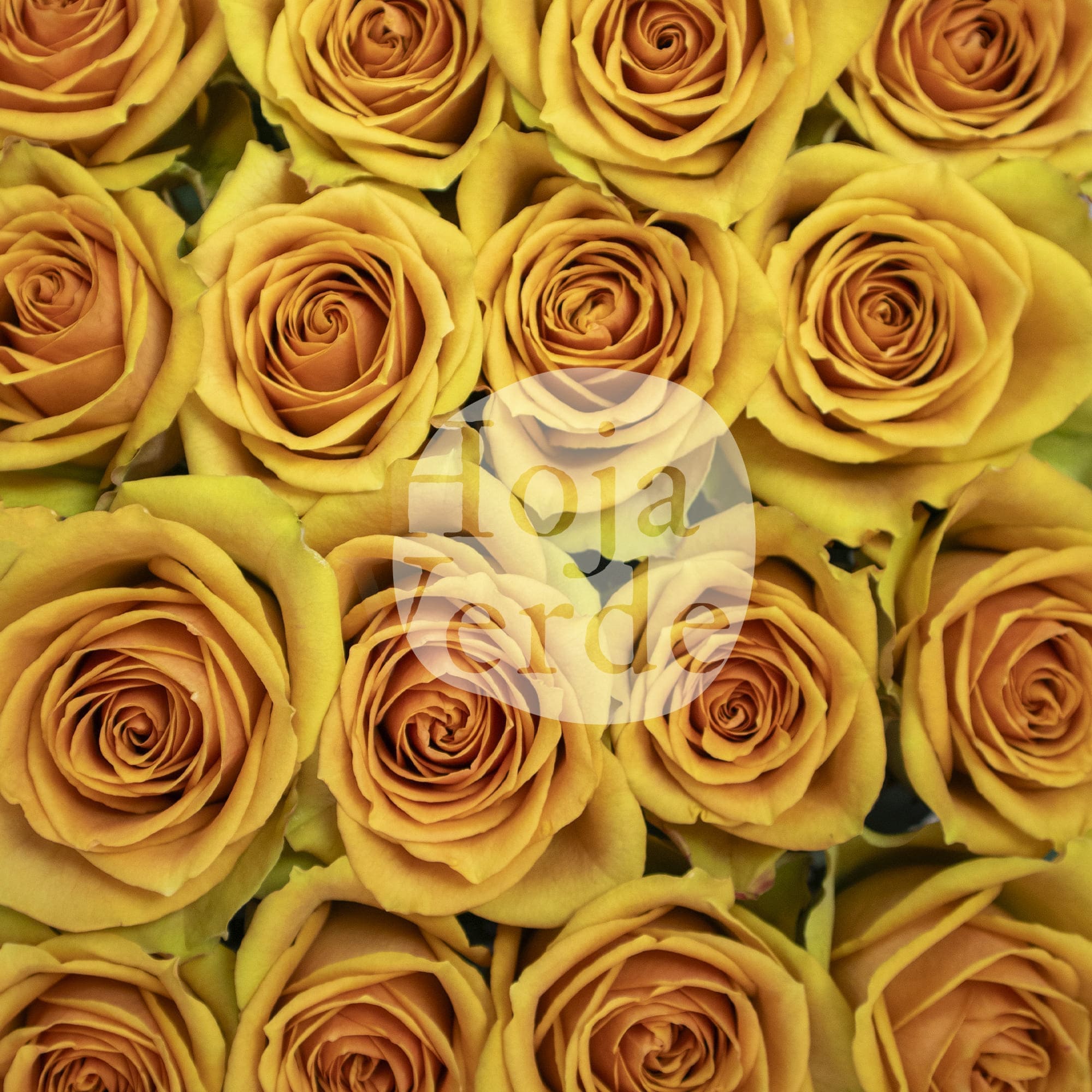 Tropic Versilia premium Ecuadorian rose by Hoja Verde, intensely vibrant peach shade