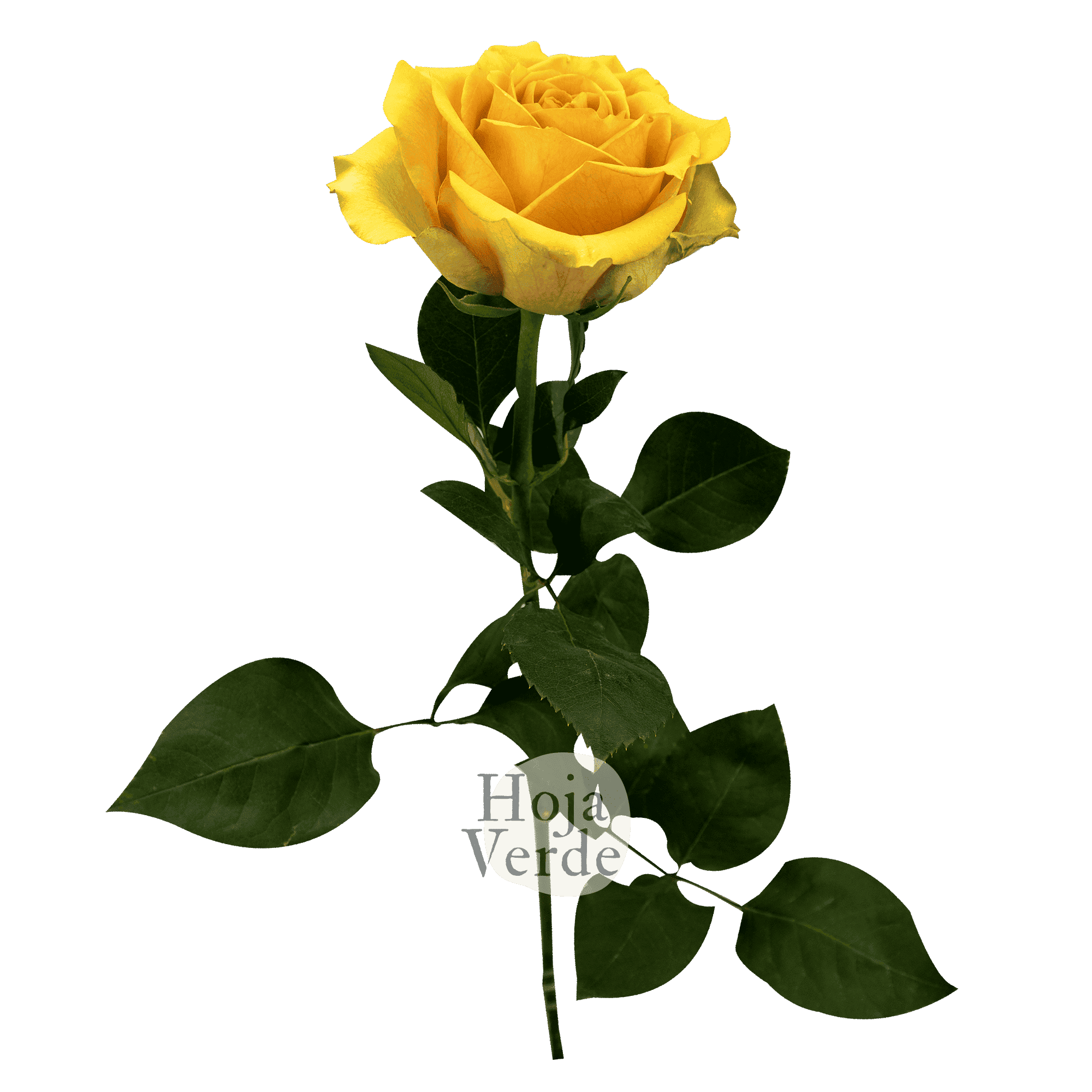 Tropic Versilia premium Ecuadorian rose by Hoja Verde, intensely vibrant peach shade