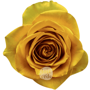 Tropic Versilia premium Ecuadorian rose by Hoja Verde, intensely vibrant peach shade